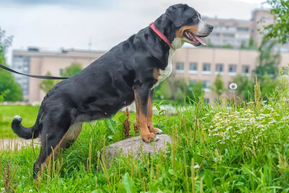 Grosser Schweizer Sennenhund står på en sten